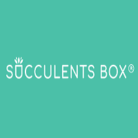 Succulents Box